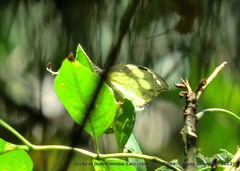 Lieinix nemesis nemesis