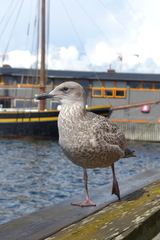 Larus argentatus