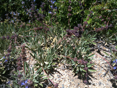 Salvia sonomensis