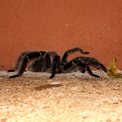 Eupalaestrus crassimetatarsis