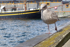 Larus argentatus