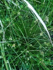 Isolepis reticularis