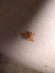 Malacosoma constricta