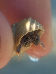 Clibanarius tricolor