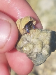 Clibanarius tricolor