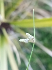 Isolepis reticularis