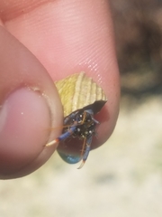 Clibanarius tricolor