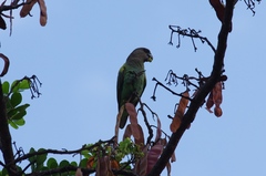 Poicephalus meyeri