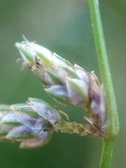 Isolepis reticularis