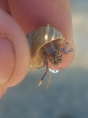 Clibanarius tricolor