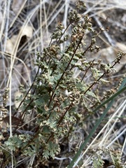 Myriopteris wrightii