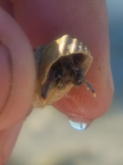 Clibanarius tricolor