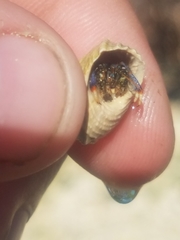 Clibanarius tricolor