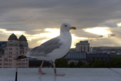 Larus argentatus