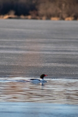 Mergus merganser