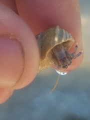 Clibanarius tricolor