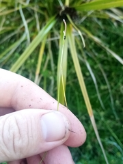 Isolepis reticularis