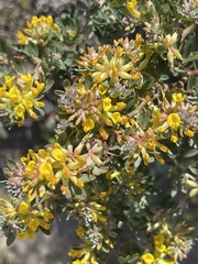 Acmispon dendroideus dendroideus
