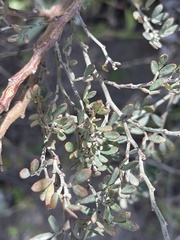 Acmispon dendroideus dendroideus