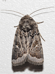 Proteuxoa oxygona