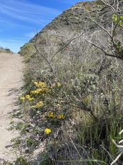 Acmispon dendroideus dendroideus
