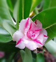 Adenium obesum