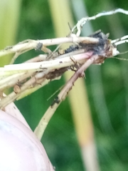 Isolepis reticularis