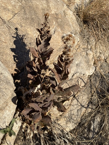 Image of Acourtia thurberi by (c) Matt Berger, some rights reserved (CC BY)