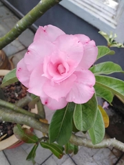 Adenium obesum