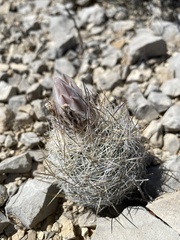 Echinomastus mariposensis