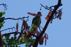 Poicephalus meyeri
