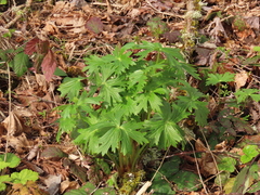 Delphinium trolliifolium
