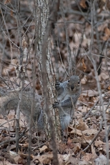 Sciurus carolinensis