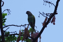 Poicephalus meyeri