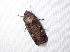Proteuxoa microspila