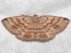 Casbia melanops