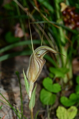 Pterostylis coccina