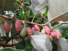 Elaeagnus macrophylla