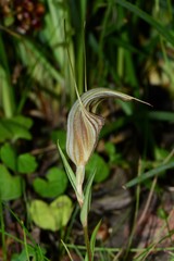Pterostylis coccina