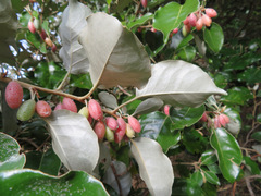 Elaeagnus macrophylla