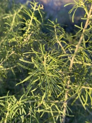 Choisya dumosa