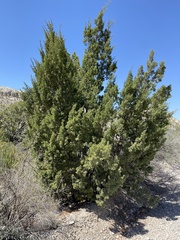 Juniperus coahuilensis