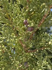 Juniperus coahuilensis