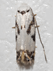 Opostegidae