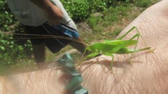 Hexacentrus mundurra