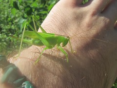 Hexacentrus mundurra