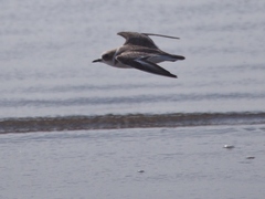 Charadrius nivosus