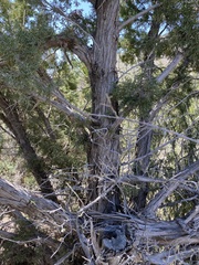 Juniperus coahuilensis