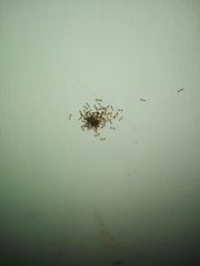 Trichomyrmex destructor