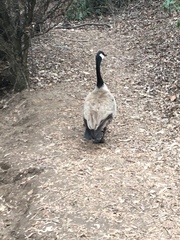 Branta canadensis